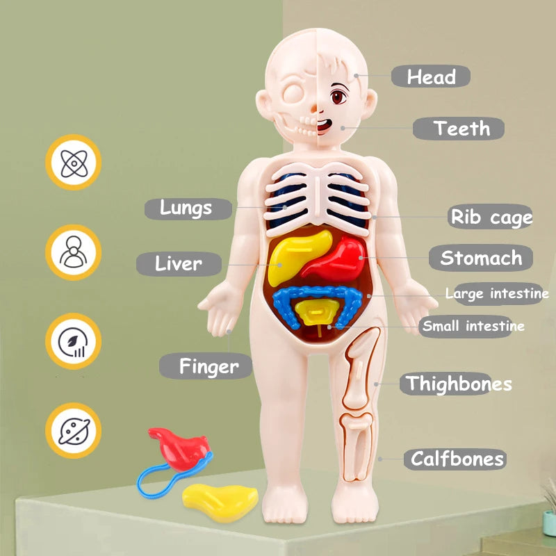 Mini Muñeco de Anatomía