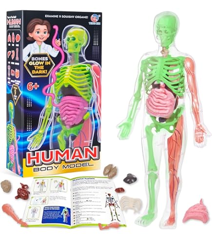 Kit de Anatomía humana Educativo con órganos internos blandos squishy