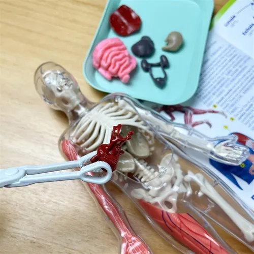 Kit de Anatomía humana Educativo con órganos internos blandos squishy