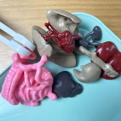 Kit de Anatomía humana Educativo con órganos internos blandos squishy
