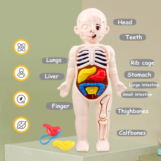 Mini Muñeco de Anatomía