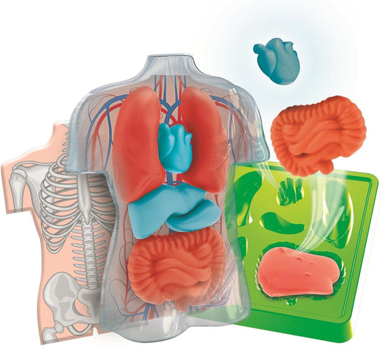 Set para crear tus propios órganos internos squishy blandos