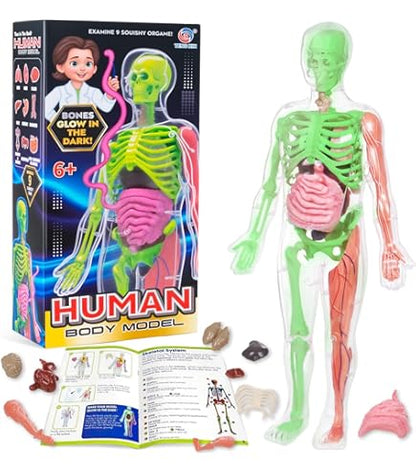 Kit de Anatomía humana Educativo con órganos internos blandos squishy