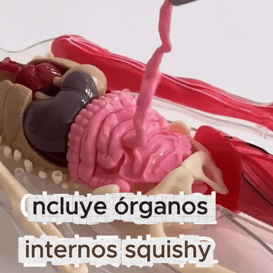 Kit de Anatomía humana Educativo con órganos internos blandos squishy