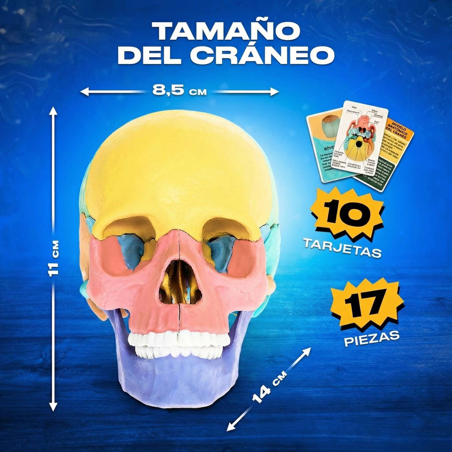 Modelo Educativo Cráneo 3D