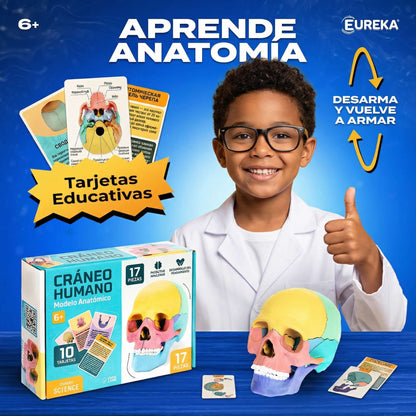 Modelo Educativo Cráneo 3D