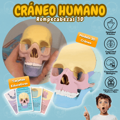 Modelo Educativo Cráneo 3D